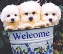 DOGGIE WELCOME
