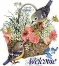 WELCOME BIRDS