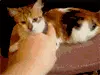 cat bite