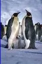 Family Penguin
