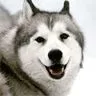 Maya the sled dog