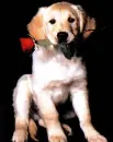 cute dog hold rose