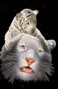 cute white tiger