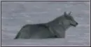 wolf