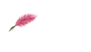 Courtney with Pink Feather