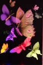 Butterfly colorful
