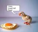 poor chick