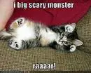 lol cat