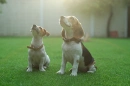 dogs
