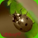 LADYBUGâ™¥