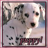 Puppy 