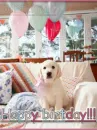 Happy birtday puppy