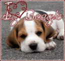 I love my Beagle
