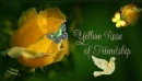 Yellow Friendship Rose