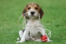 dogs