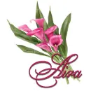 Pink Lily: Aira