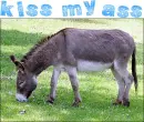 Kiss my ass