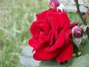 flowers.