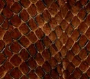 Brown Snakeskin Background
