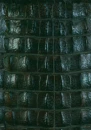 Crocodile skin background!