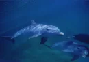 Dolphin Background!