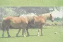 Horse/Pony background