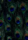 Peacock Feather