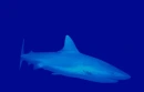 Great White Shark Background!