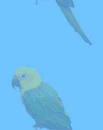 Parrot Background