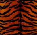 Tiger Print Background