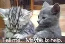 I wantz to help.
