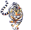 Tiger Walking