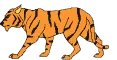 Right Tiger