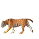 Tiger Walking