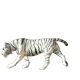 White Tiger
