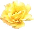 YELLOW ROSE