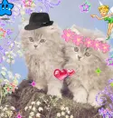 Cute Kittens