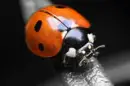 lady bug ;D