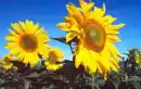 2 Sunflowers