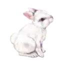 WHITE BUNNY