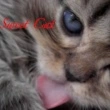 Little Cat 