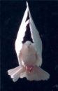 pentecost
