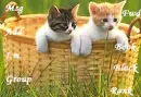 Kittens