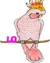 KAREN'S COCKATOO 