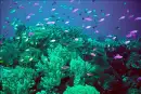 Coral Reef