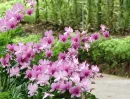 Singapore Orchid Garden