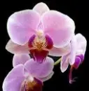 Purple Orchid