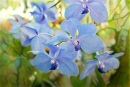 Blue Orchids