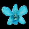 Blue Orchid