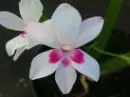 White Freesia